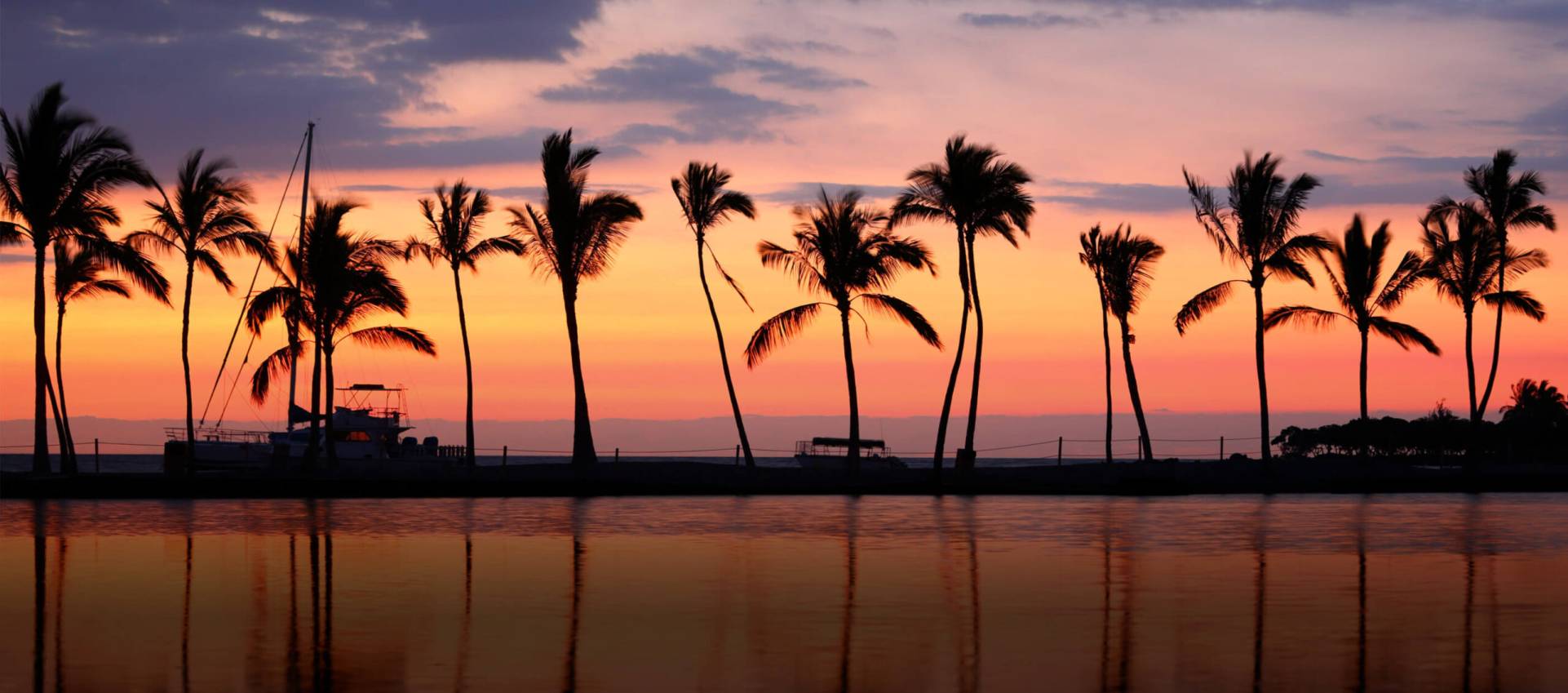 Palm trees lined up with sunset in background.