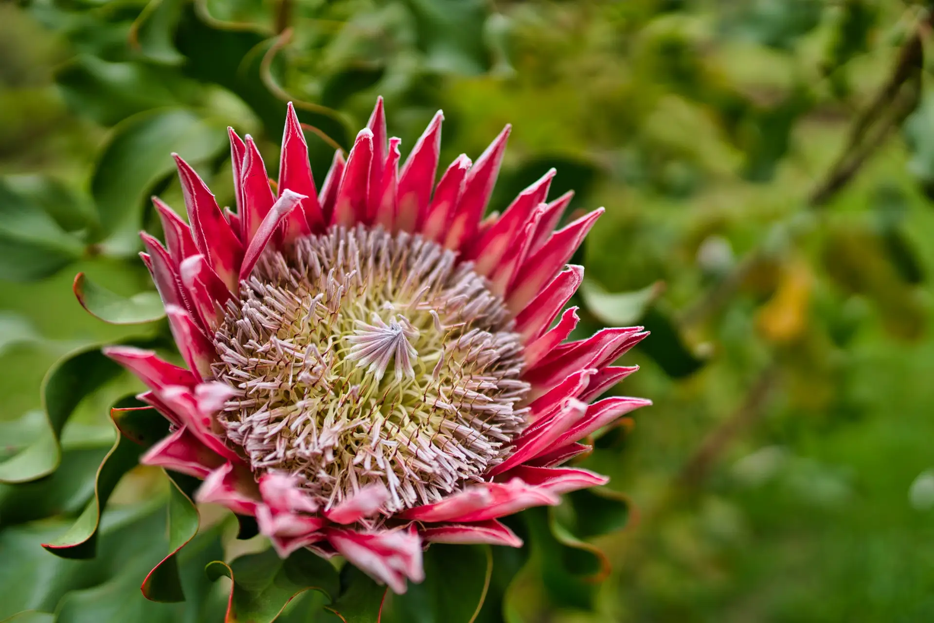 Protea