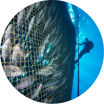 A school of netted fish with a scuba diver in the background.