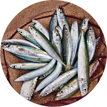 A group of caught fish used for bait.