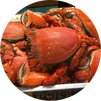 DLNR fishing commercial crab lobster license