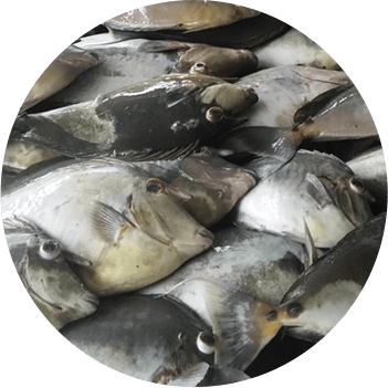 Fresh kala placed on ice and ready for sale.