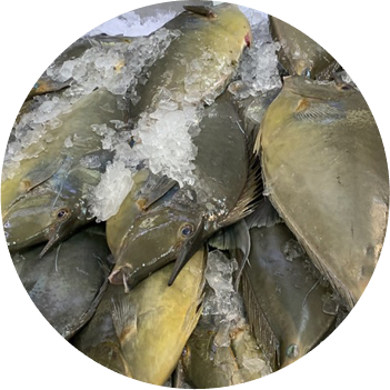 Fresh kala placed on ice and ready for sale.