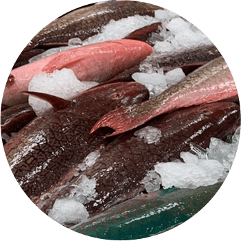 Fresh uhu placed on ice and ready for sale.